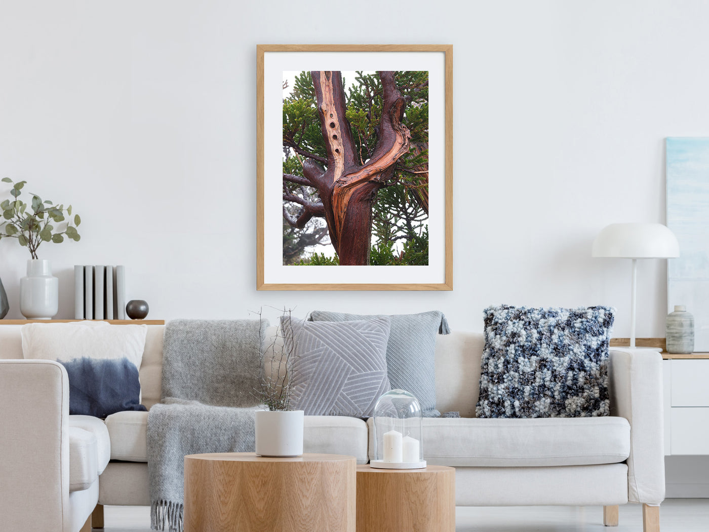 King Billy Pine Tree, Tasmania. Wall Art