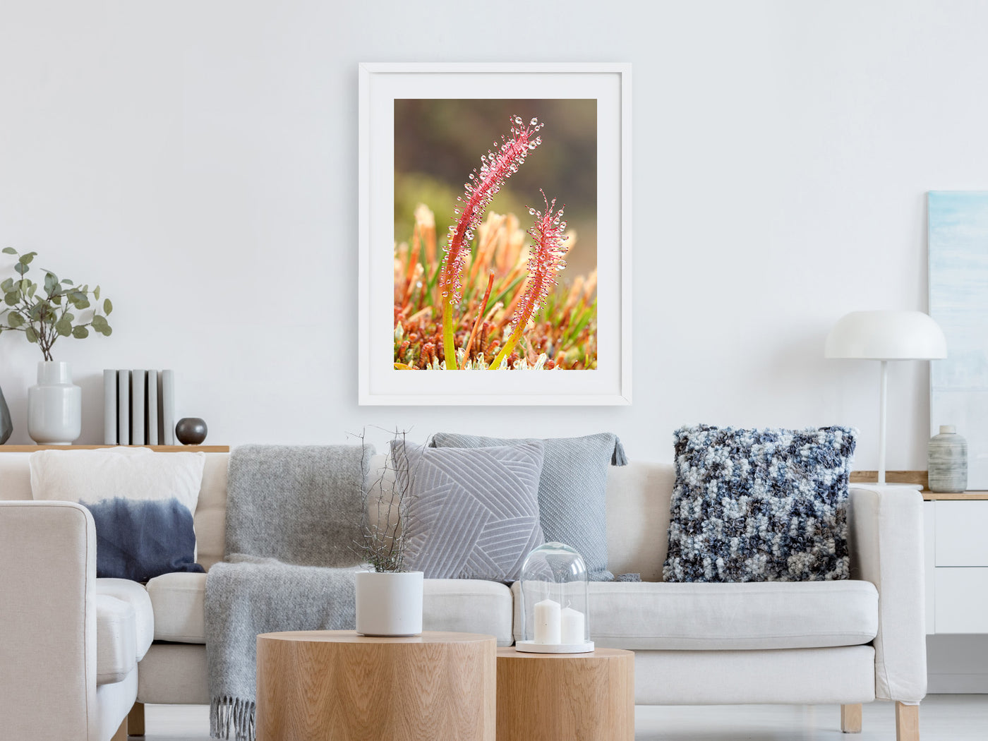 Sundew Water Collector, Tasmania. Wall Art