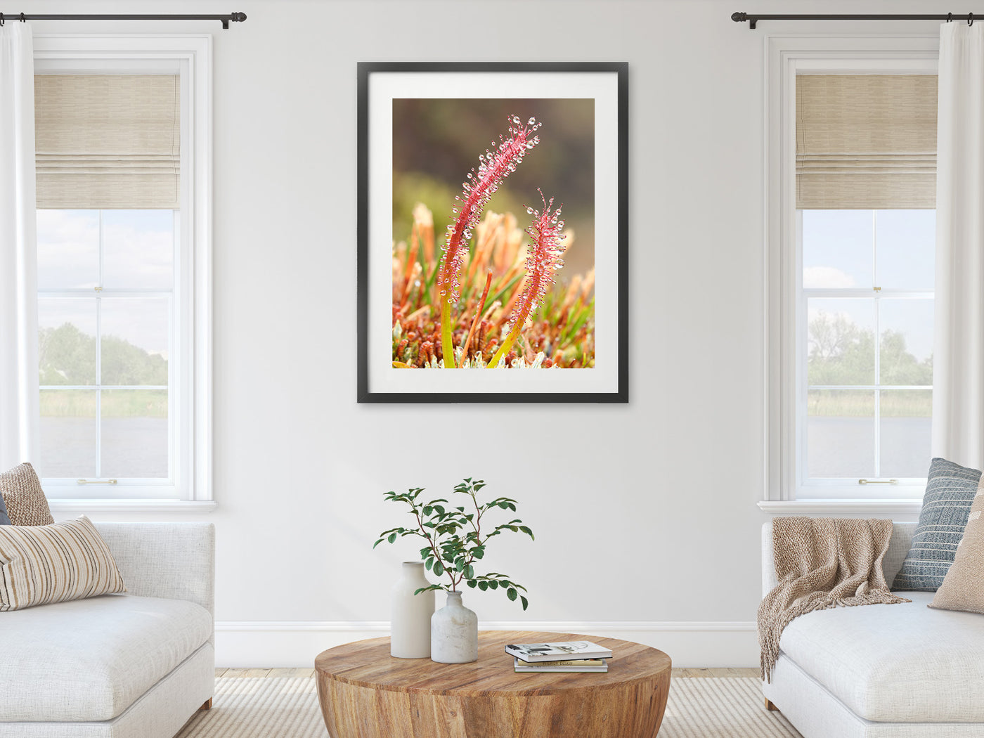 Sundew Water Collector, Tasmania. Wall Art