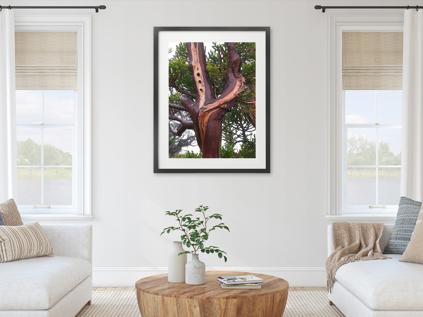 King Billy Pine Tree, Tasmania. Wall Art