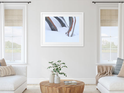 Snow Gum Triplet, Kosciuszko National Park. Wall Art