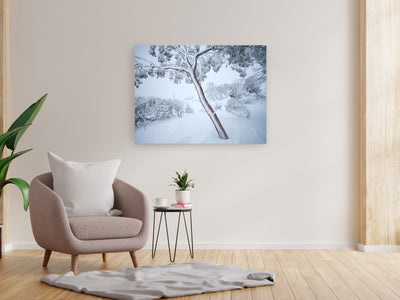 Fortitude Snow Gum, Kosciuszko National Park. Wall Art