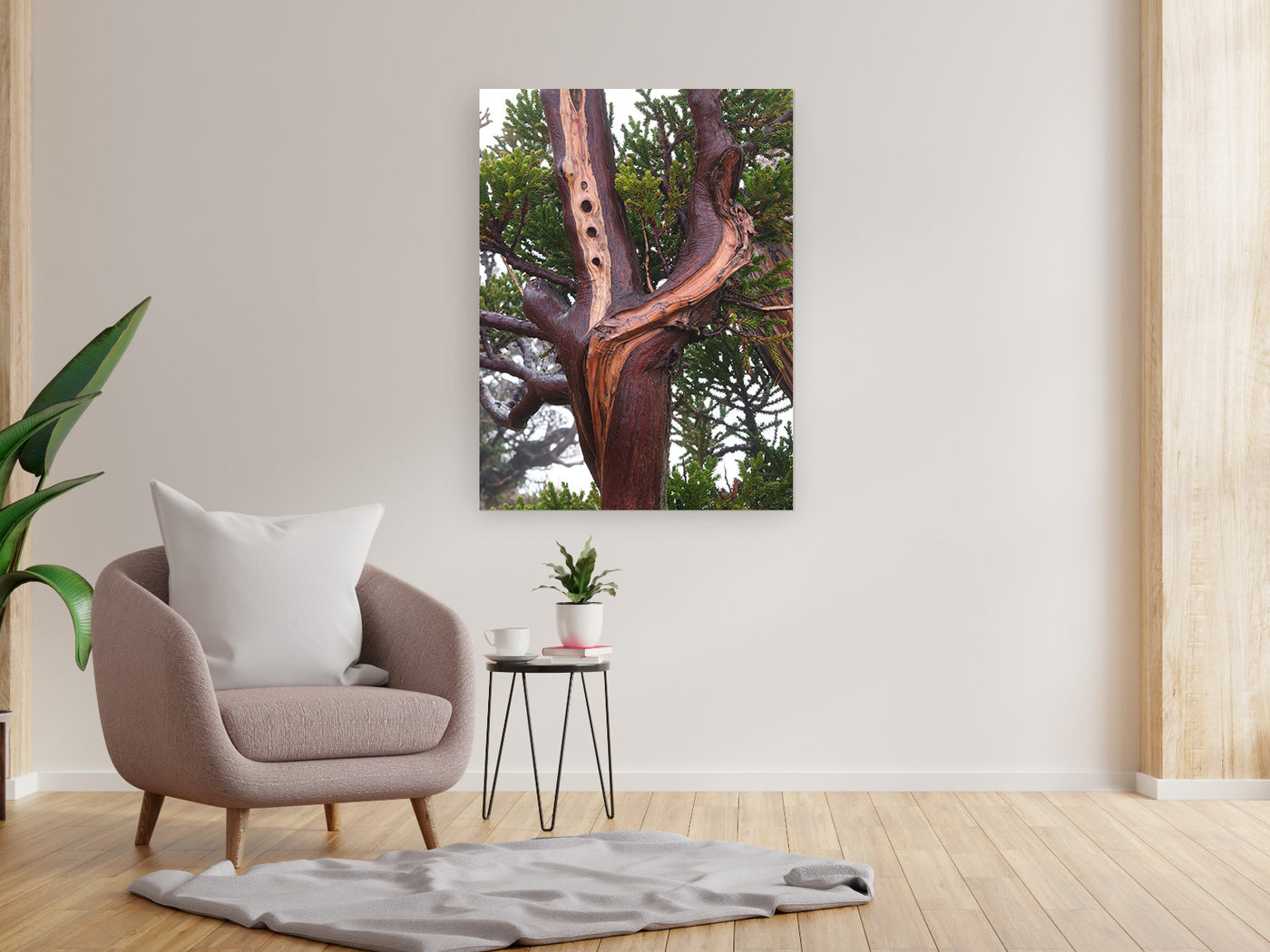 King Billy Pine Tree, Tasmania. Wall Art