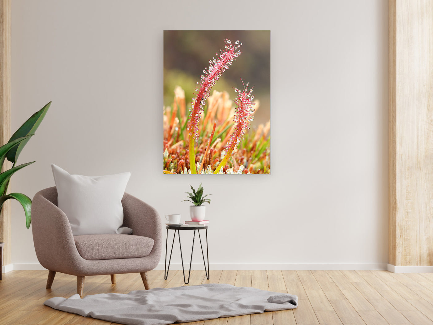 Sundew Water Collector, Tasmania. Wall Art