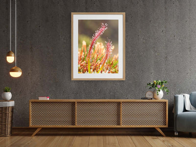 Sundew Water Collector, Tasmania. Wall Art