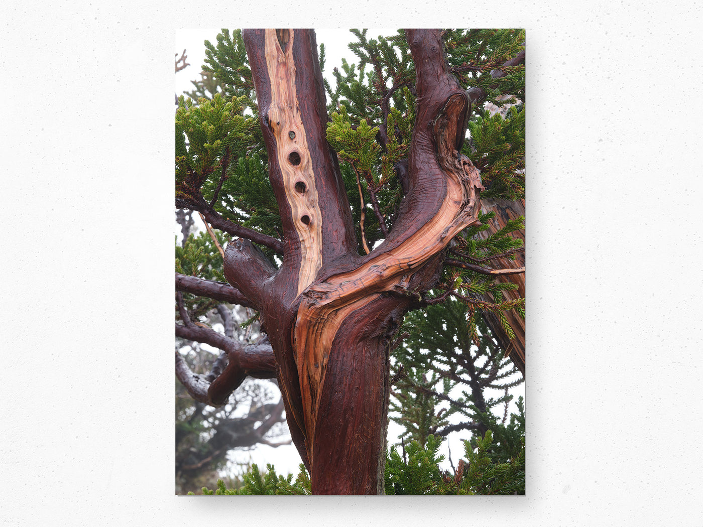 King Billy Pine Tree, Tasmania. Wall Art