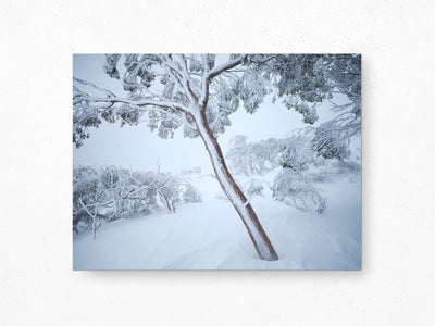 Fortitude Snow Gum, Kosciuszko National Park. Wall Art