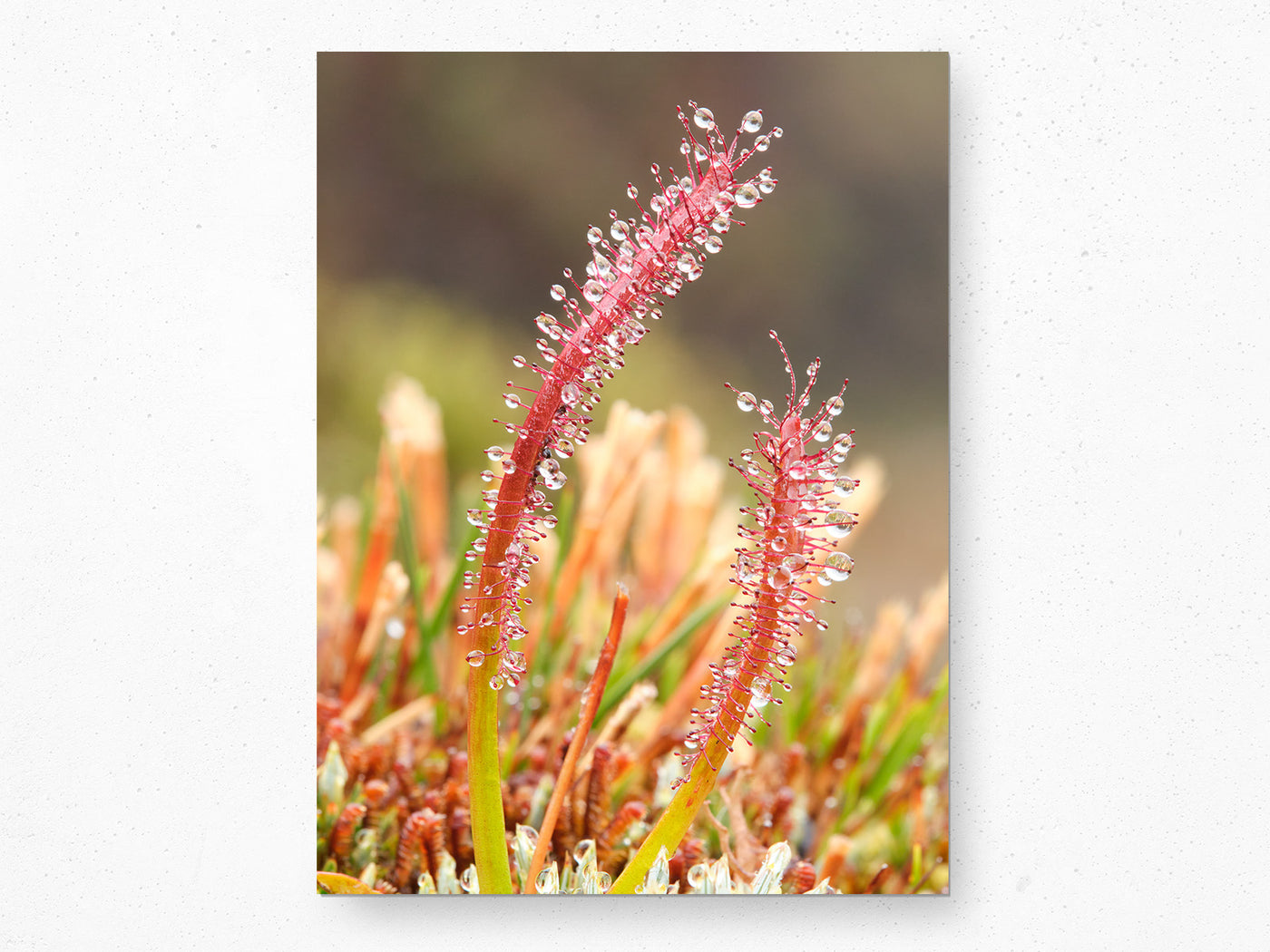 Sundew Water Collector, Tasmania. Wall Art