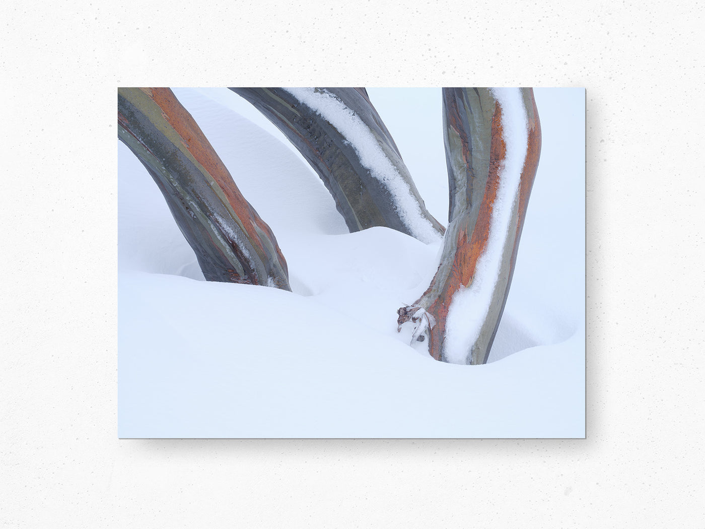 Snow Gum Triplet, Kosciuszko National Park. Wall Art