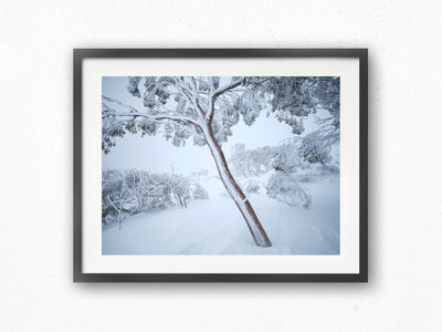 Fortitude Snow Gum, Kosciuszko National Park. Wall Art