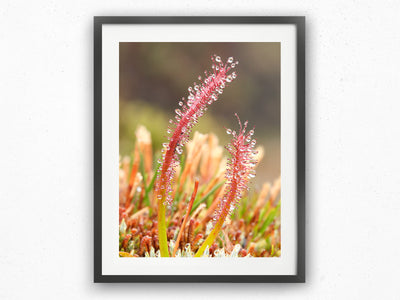 Sundew Water Collector, Tasmania. Wall Art