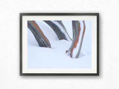 Snow Gum Triplet, Kosciuszko National Park. Wall Art