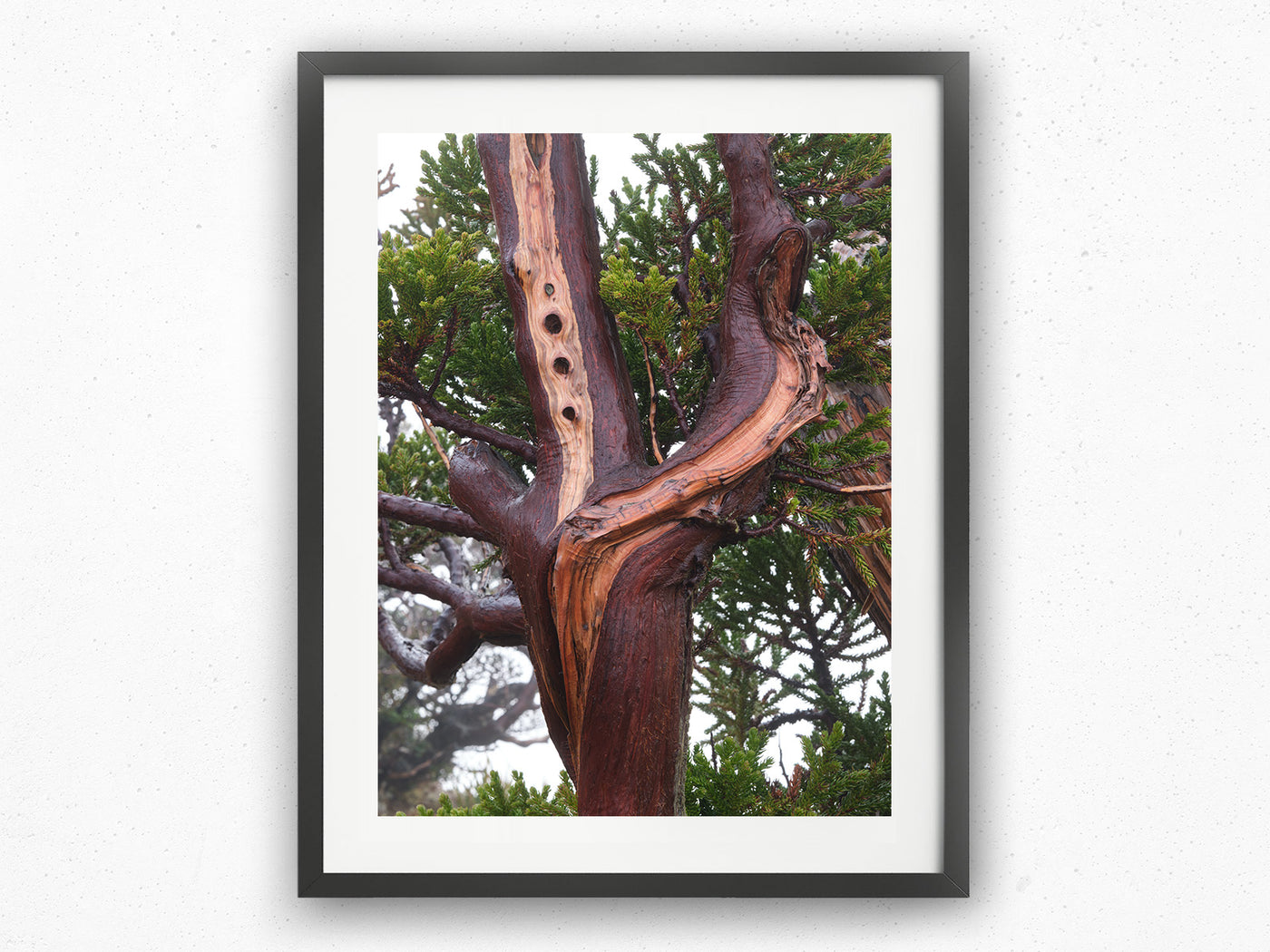 King Billy Pine Tree, Tasmania. Wall Art