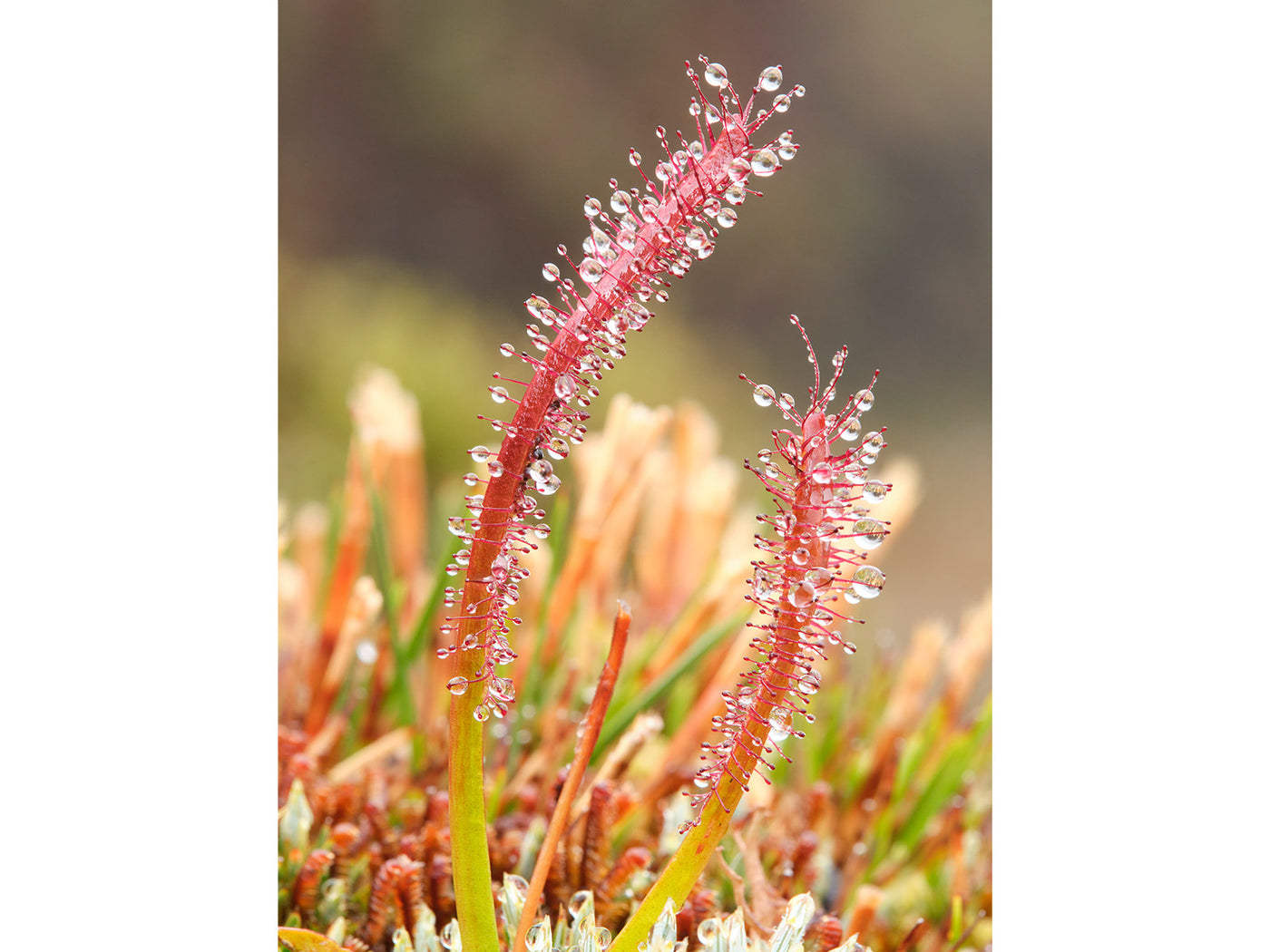 Sundew Water Collector, Tasmania. Wall Art