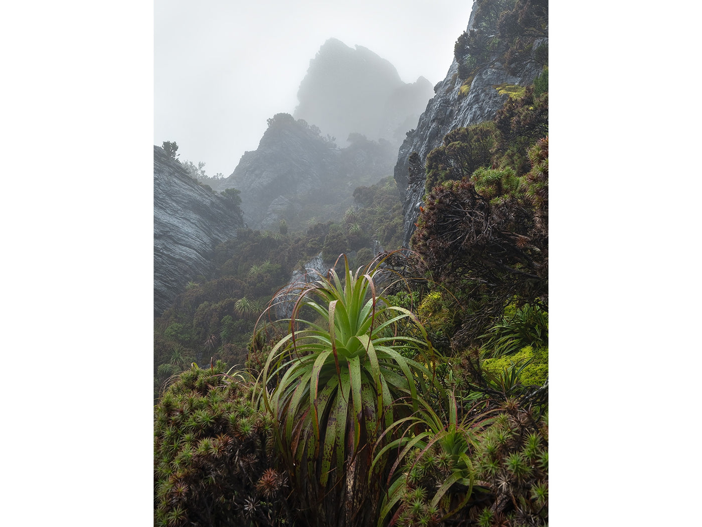 Prehistoric Ecosystem, Tasmania. Wall Art