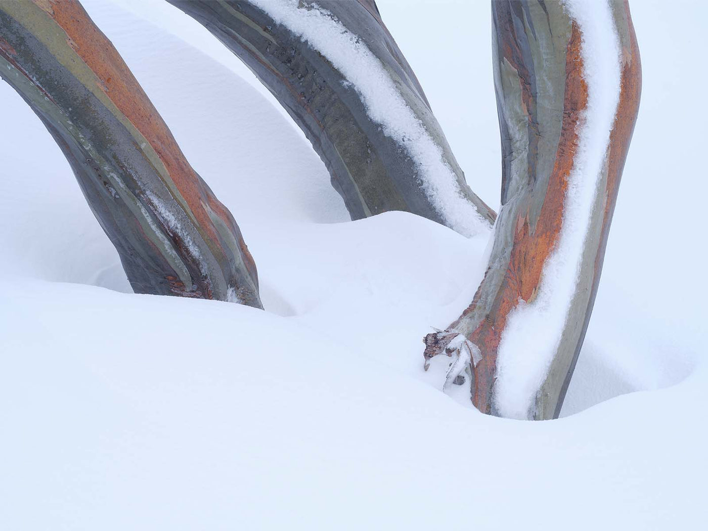 Snow Gum Triplet, Kosciuszko National Park. Wall Art