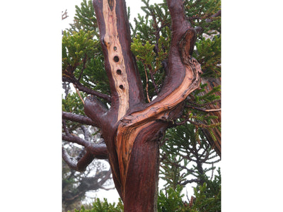 King Billy Pine Tree, Tasmania. Wall Art