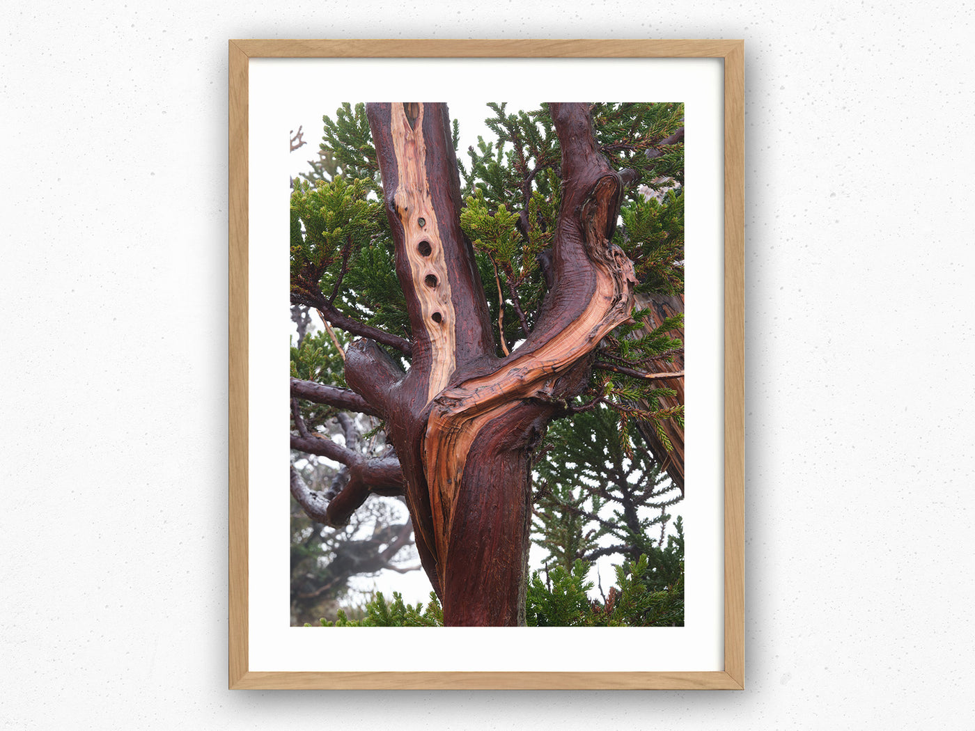 King Billy Pine Tree, Tasmania. Wall Art