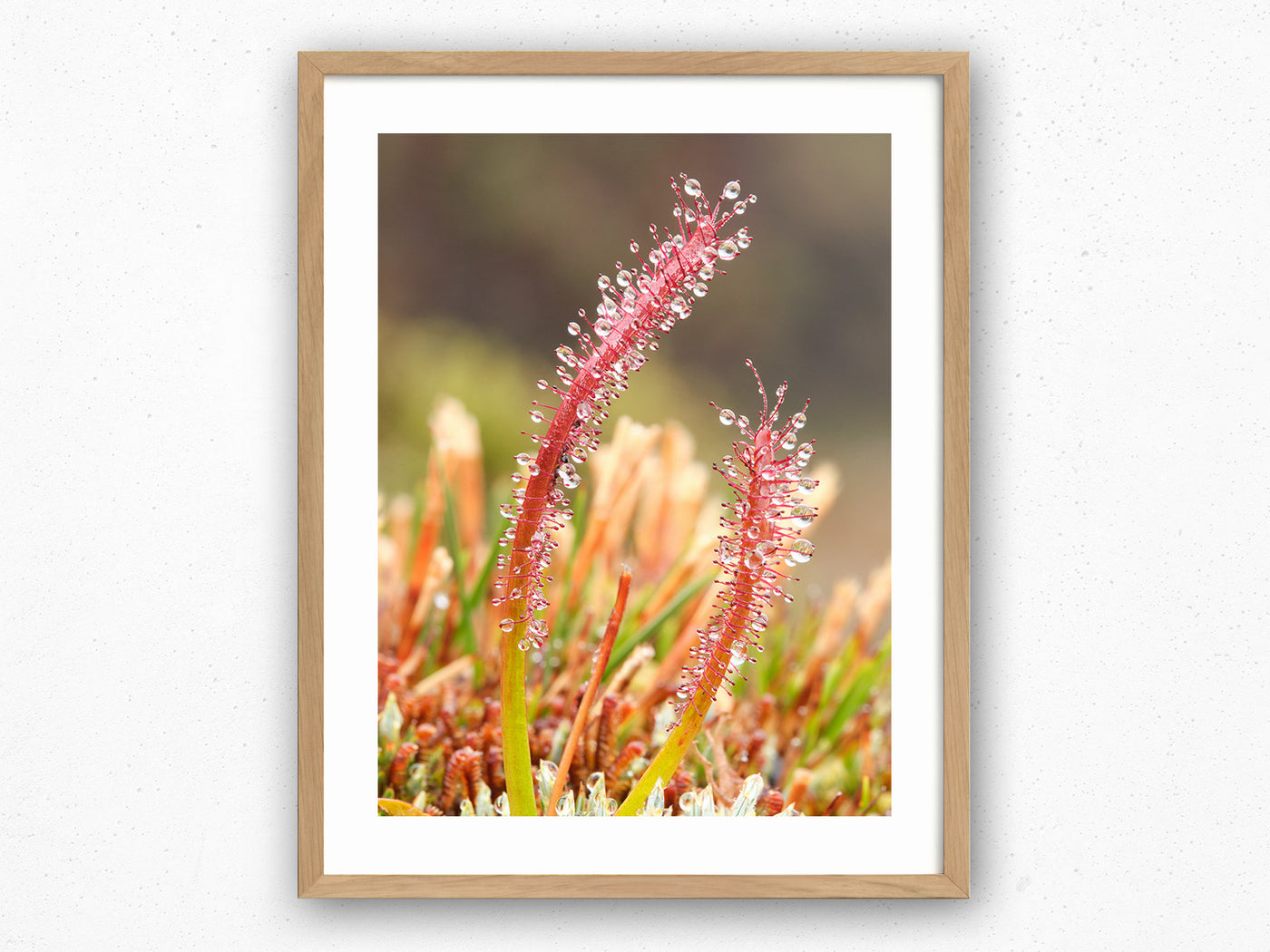 Sundew Water Collector, Tasmania. Wall Art