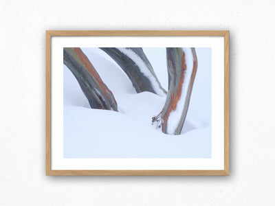 Snow Gum Triplet, Kosciuszko National Park. Wall Art