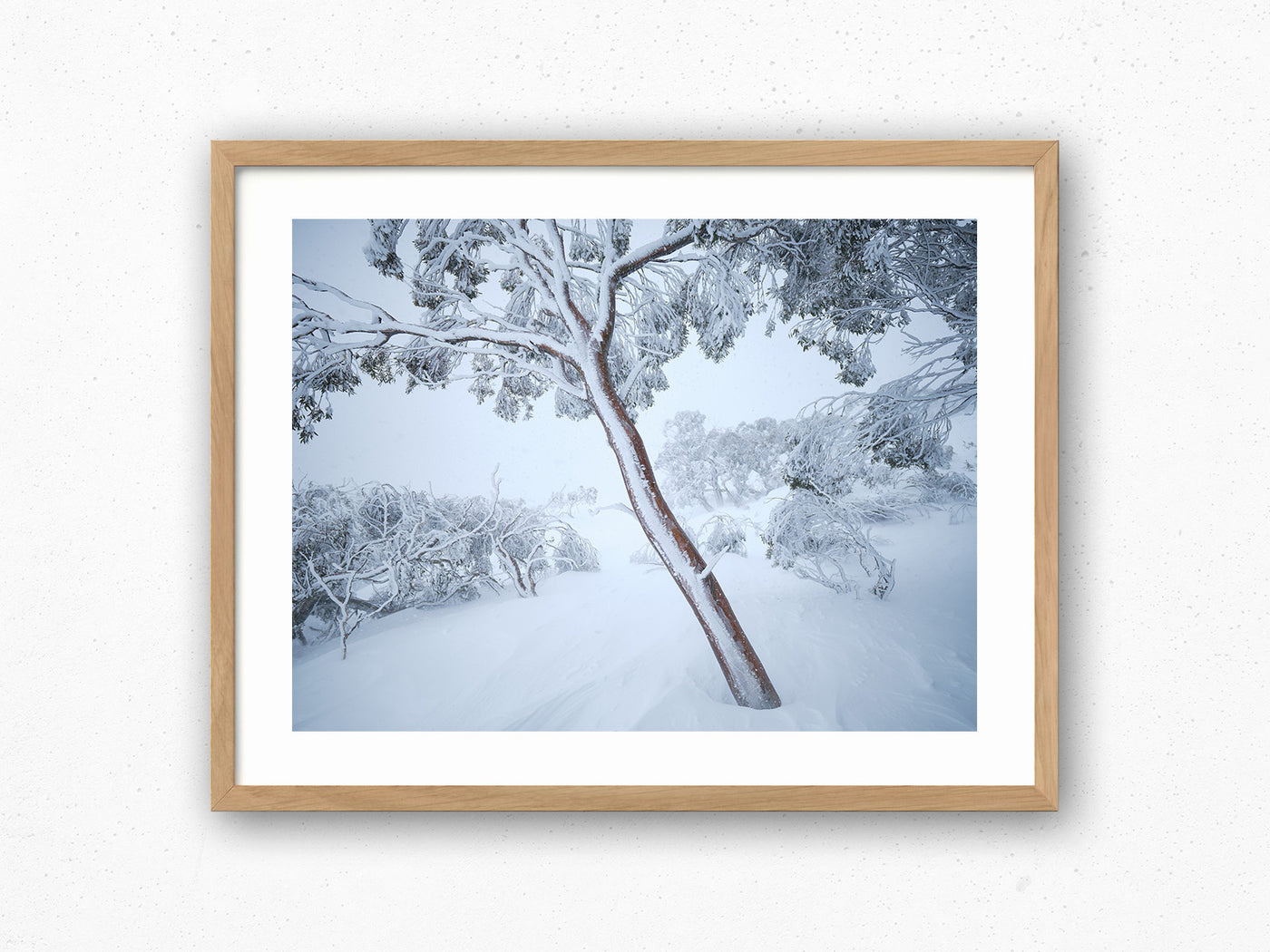 Fortitude Snow Gum, Kosciuszko National Park. Wall Art