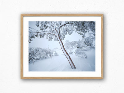 Fortitude Snow Gum, Kosciuszko National Park. Wall Art