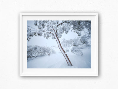 Fortitude Snow Gum, Kosciuszko National Park. Wall Art