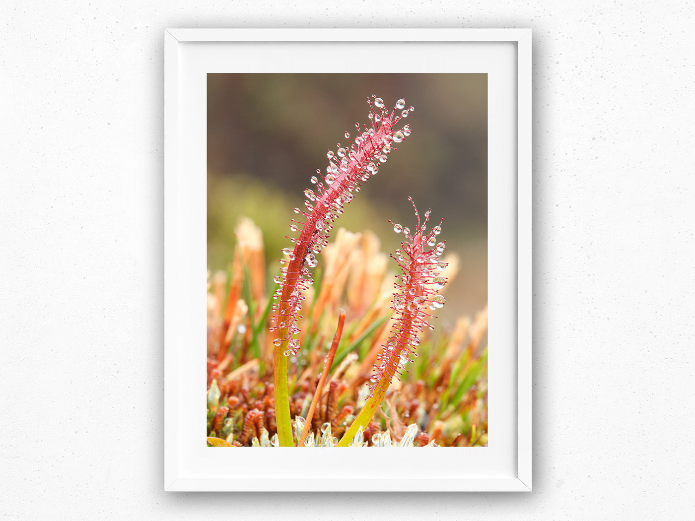 Sundew Water Collector, Tasmania. Wall Art