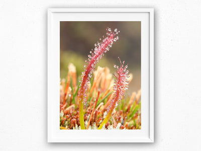 Sundew Water Collector, Tasmania. Wall Art