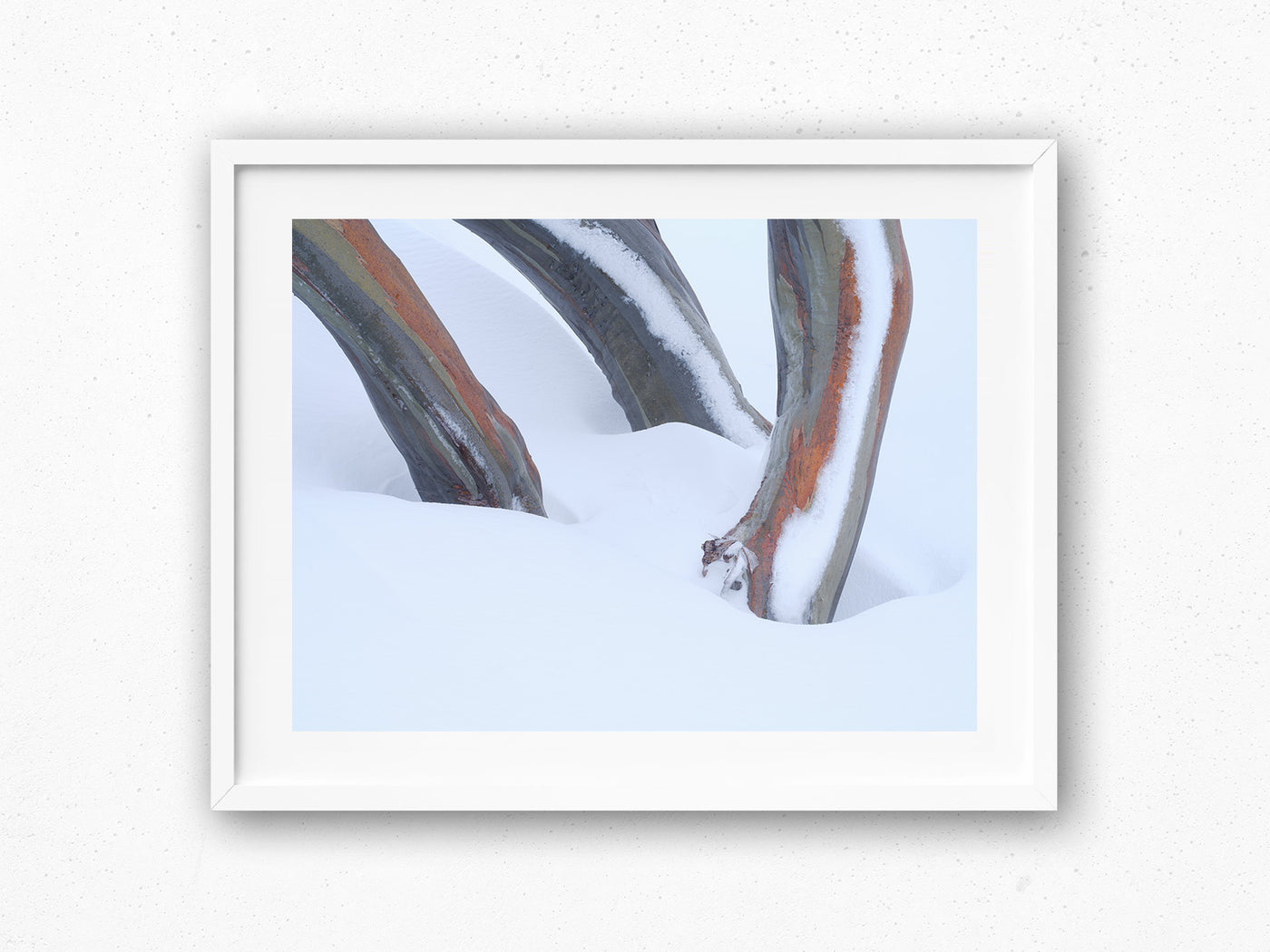 Snow Gum Triplet, Kosciuszko National Park. Wall Art