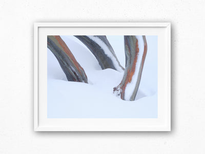 Snow Gum Triplet, Kosciuszko National Park. Wall Art