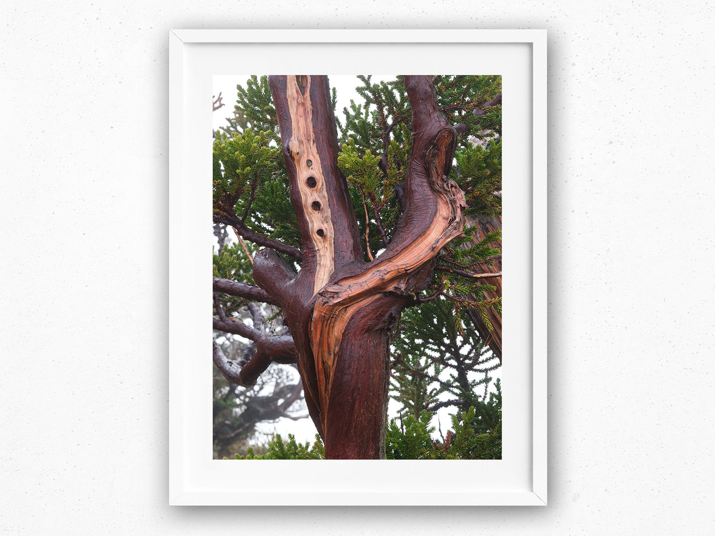 King Billy Pine Tree, Tasmania. Wall Art